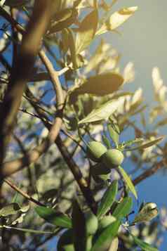 新鲜的绿色橄榄水果橄榄树分支