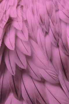 粉红色的毛茸茸的羽毛特写镜头