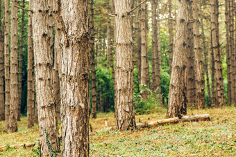 松树森林秋天10月下午