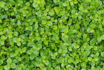 福建茶树布什福建茶灌木花园绿色植物引入