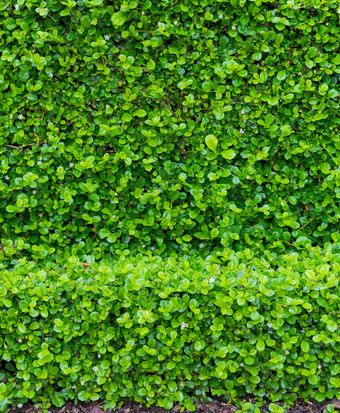 福建茶树布什福建茶灌木花园绿色植物引入