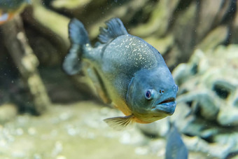 特写镜头热带水虎鱼鱼水下水族馆enviro