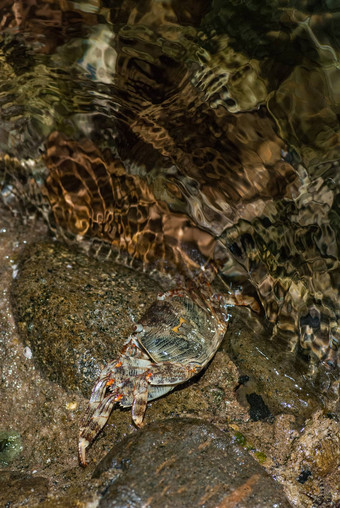 湿海蟹石头晚上