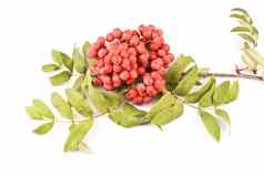 Rowanberry