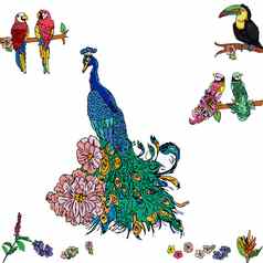 孔雀彩色的热带鸟