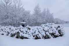 冬天冷温度雪白色颜色俄罗斯