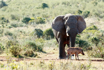 非洲布什大象喝水