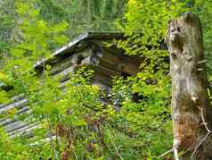木单小屋房子绿色森林树植物