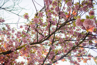 春天<strong>樱</strong>桃花朵粉红色的花