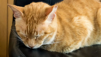 可爱的棕色（的）猫睡觉黑色的<strong>皮革椅子</strong>