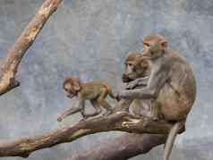图像猴子家庭坐着树分支