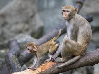 图像妈妈。猴子婴儿猴子坐着树分支