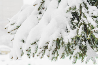 绿色冷杉散落厚雪