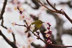 日本惠耶眼睛鸟白色李子开花树