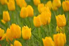 宏细节黄色的彩色的郁金香花