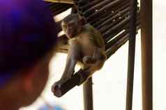 boyin看猴子动物园快乐孩子喂养动物Safari公园