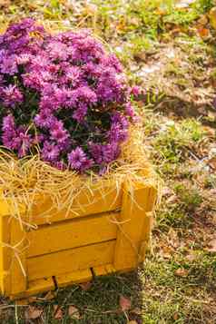 紫色的菊花黄色的木盒子花园