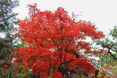 生动的树叶子秋天期日本