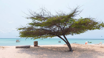 司司树阿鲁巴岛岛加勒比海