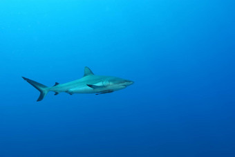 白色鲨鱼危险的<strong>大鱼</strong>巴布亚几内亚太平洋海洋