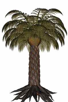 棕榈树棕榈树渲染