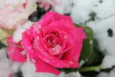 粉红色的玫瑰覆盖雪花