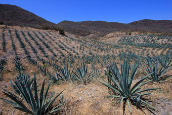 龙舌兰植物场生产龙舌兰墨西哥