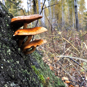 橙色蘑菇日益增长的树森林