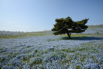 尼莫菲拉布鲁姆