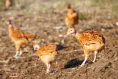 群鸡漫游自由郁郁葱葱的绿色围场有机繁殖