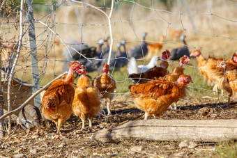 群鸡漫游自由郁郁葱葱的绿色围场有机繁殖