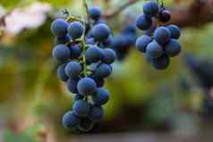 葡萄园秋天收获成熟的葡萄秋天集群葡萄