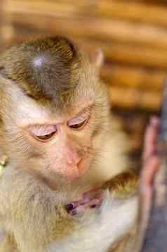 年轻的棕色（的）猴子。猴子链泰国