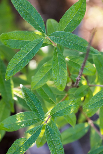 aloysia枸杞子植物