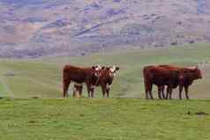 牲畜牛农村农场南岛新西兰