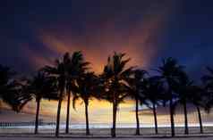 美丽的《暮光之城》天空微暗的silhouete椰子树