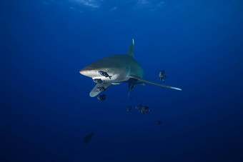 危险的大鲨鱼水下Safari埃及红色的海