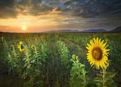 美丽的土地逃太阳集黄色的向日葵盛开的