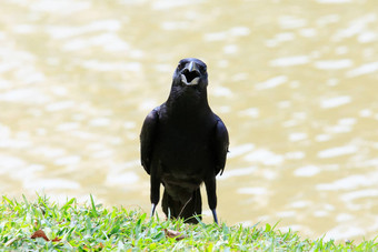 脸黑色的乌鸦鸟开放比尔口