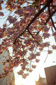 春天樱桃花朵粉红色的花
