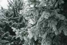 圣诞节背景雪冷杉树