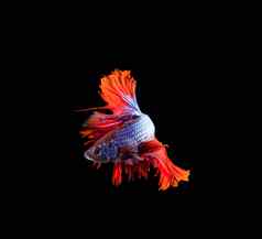红色的尾巴好泰国暹罗搏鱼战斗鱼显示美丽的