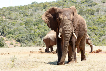 非洲大象停止摆姿势