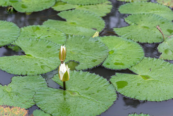 <strong>白色</strong>莲花<strong>睡莲</strong>