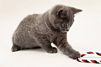 灰色的小猫玩粉红色的提示孤立的