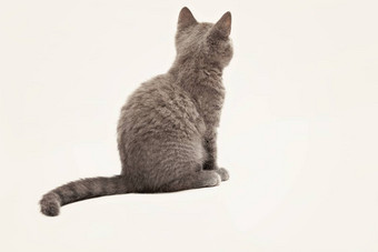 灰色的小猫大惊讶眼睛孤立的