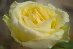 特写镜头黄色的梯度白色玫瑰