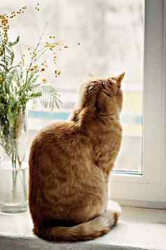 红色的猫坐着窗台上窗口