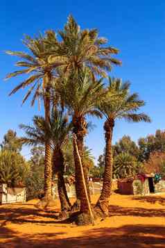 沙子沙丘绿洲撒哈拉沙漠沙漠merzouga摩洛哥