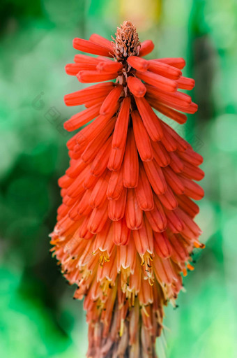 kniphofia诺西亚章鱼炽热的扑克芦荟花色彩鲜艳的装饰植物特写镜头